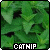 Catnip