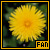 Dandelions