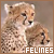 Felines
