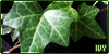 Ivy