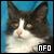 [Feline] Norwegian Forest Cats